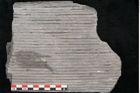 Foto (Detailansicht) von Sigillaria sp.  (NHMW-GEO-2024-0188-11176)